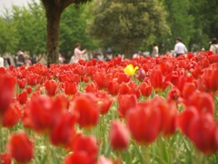 世羅　チューリップ園　５
