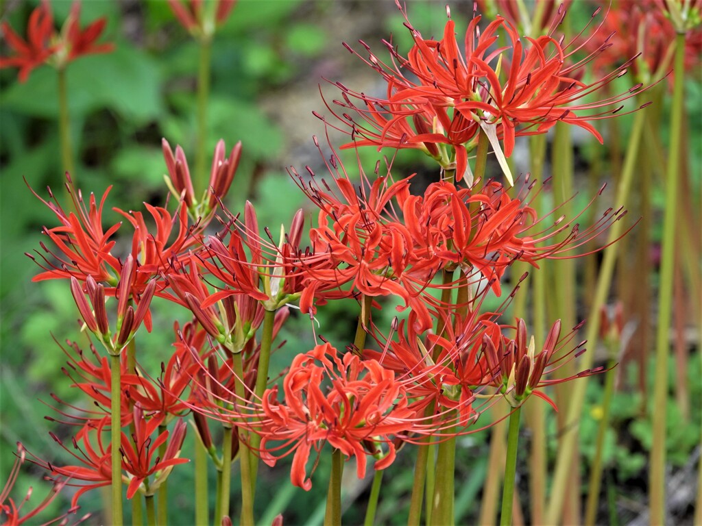 彼岸花咲く公園　2