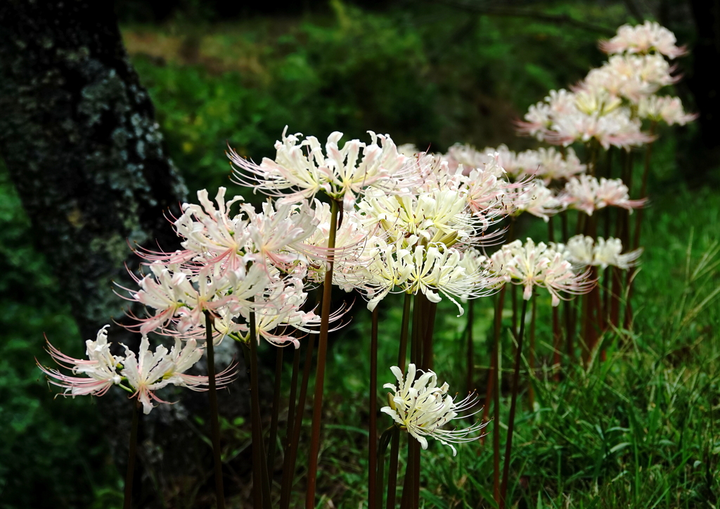 白いリコリス咲く～山野草の散策