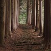 杉林の参道の石段～荒戸神社