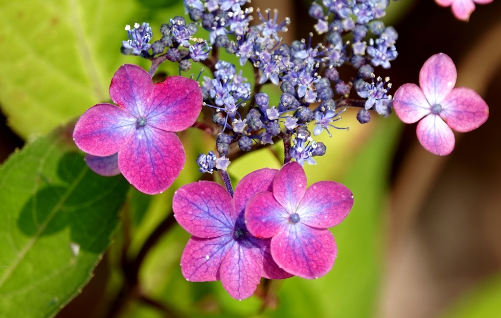 額紫陽花