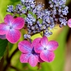 額紫陽花