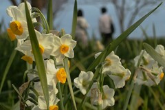水仙の咲くころ～