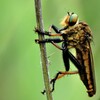 何が見えているんだ～アオメアブ