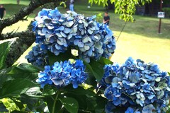 まだ元気な紫陽花