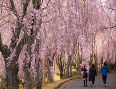 しだれ桜の並木道　甲山ふれあいの里