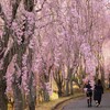 しだれ桜の並木道　甲山ふれあいの里