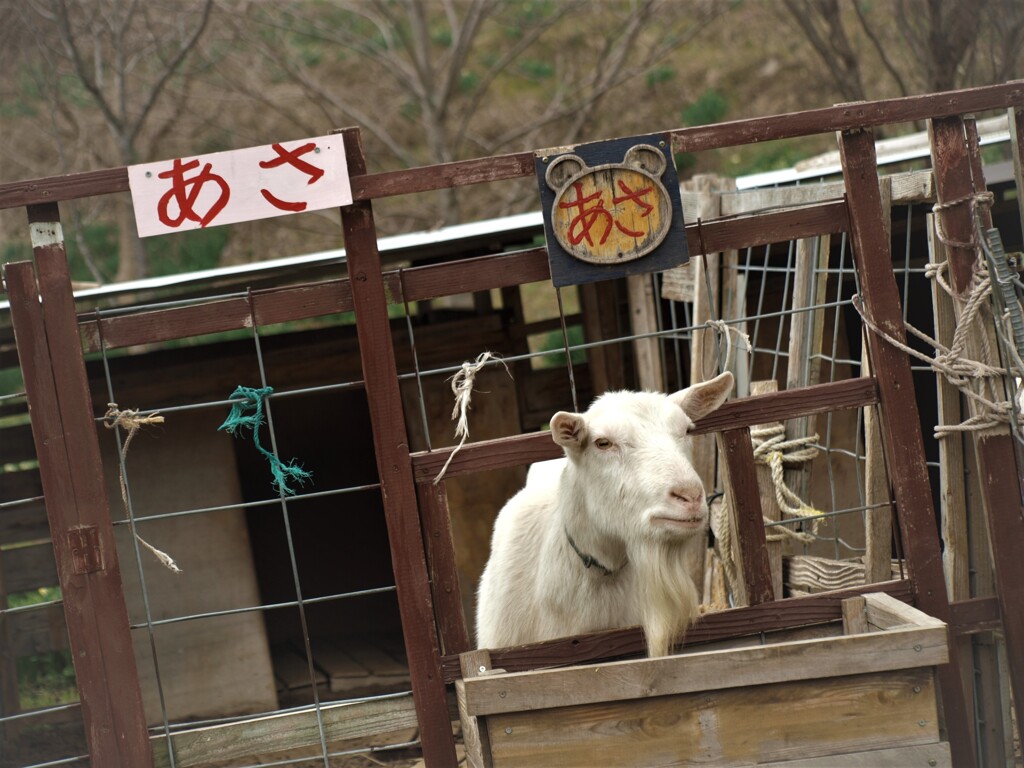 あさ～餌はまだかな