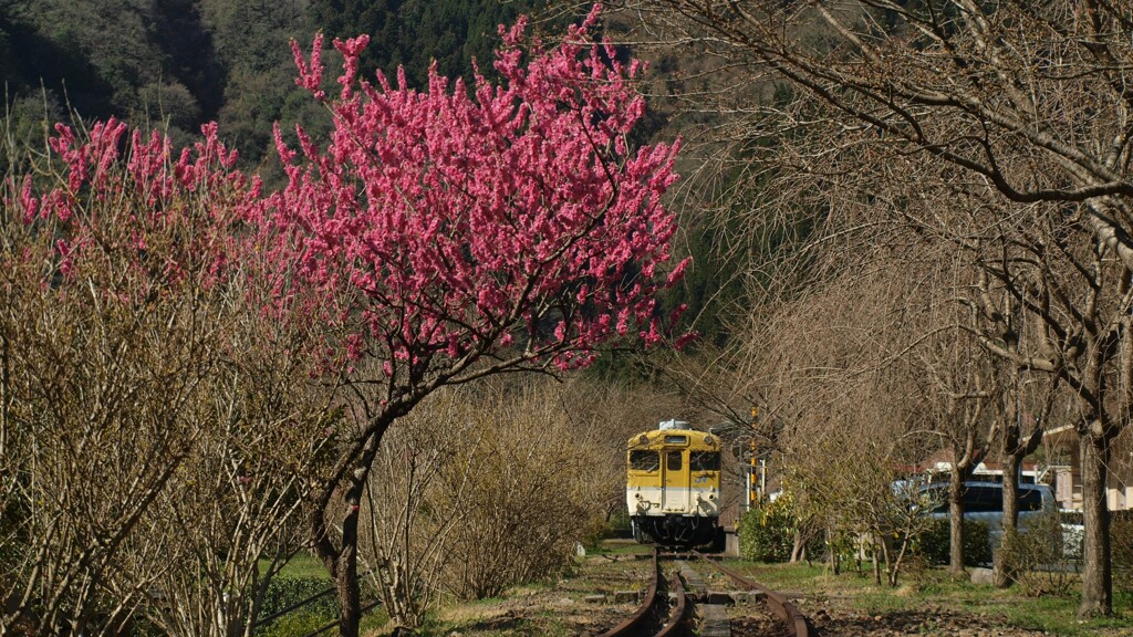 安野　花の駅公園　