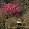 安野　花の駅公園　