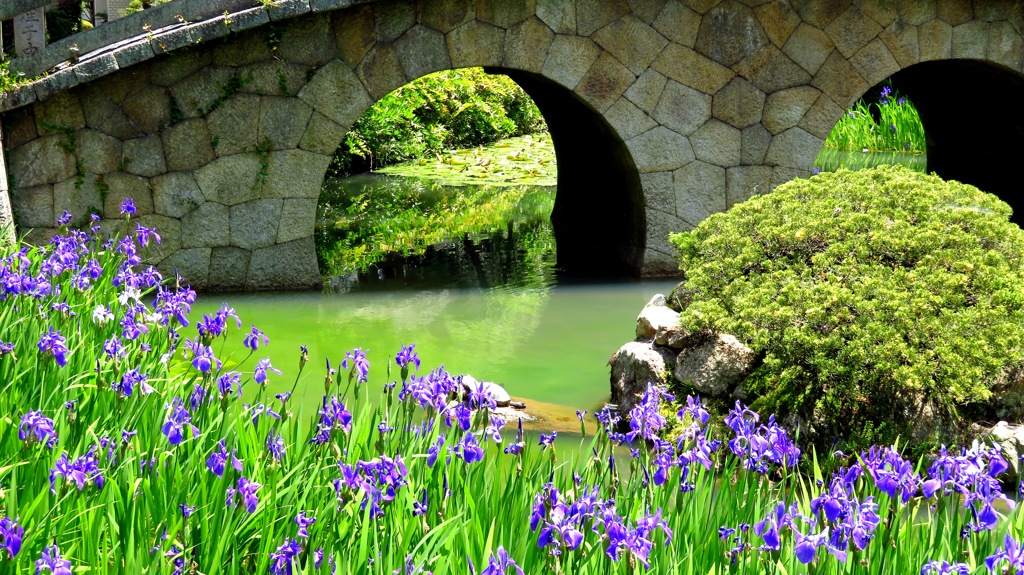 吉浜・菅原神社のカキツバタ