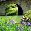 吉浜・菅原神社のカキツバタ