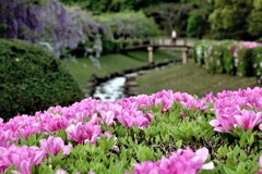 皐月と藤の咲く公園にて～