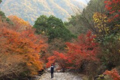 紅葉ひとりじめ～