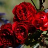 冬の薔薇