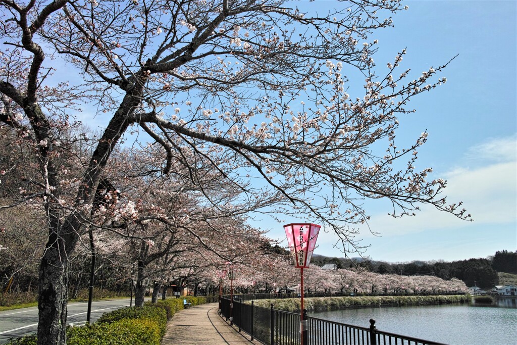庄原・上野公園は春爛漫
