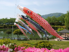 泳げ鯉のぼり　１