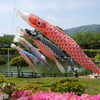 泳げ鯉のぼり　１