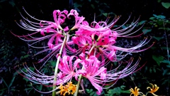 曼珠沙華～Lycoris radiata