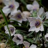 セツブンソウ～春を告げる花