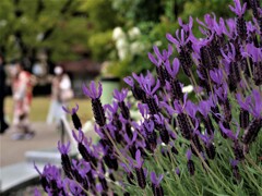 華やぐ公園　２