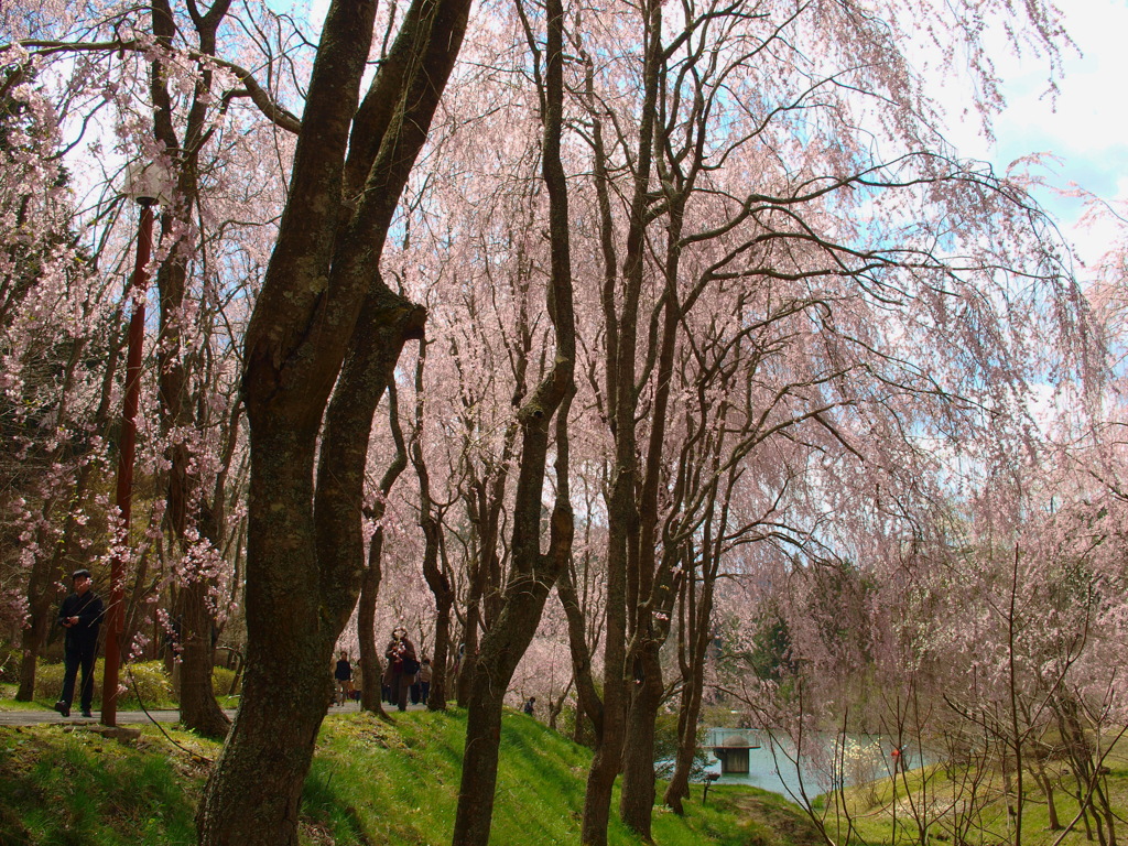 しだれ桜～甲山ふれあいの里