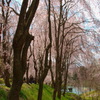 しだれ桜～甲山ふれあいの里