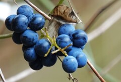 群青の宝石見つけた～