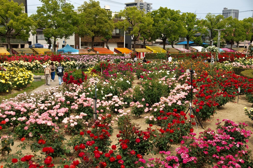 ばら公園の薔薇