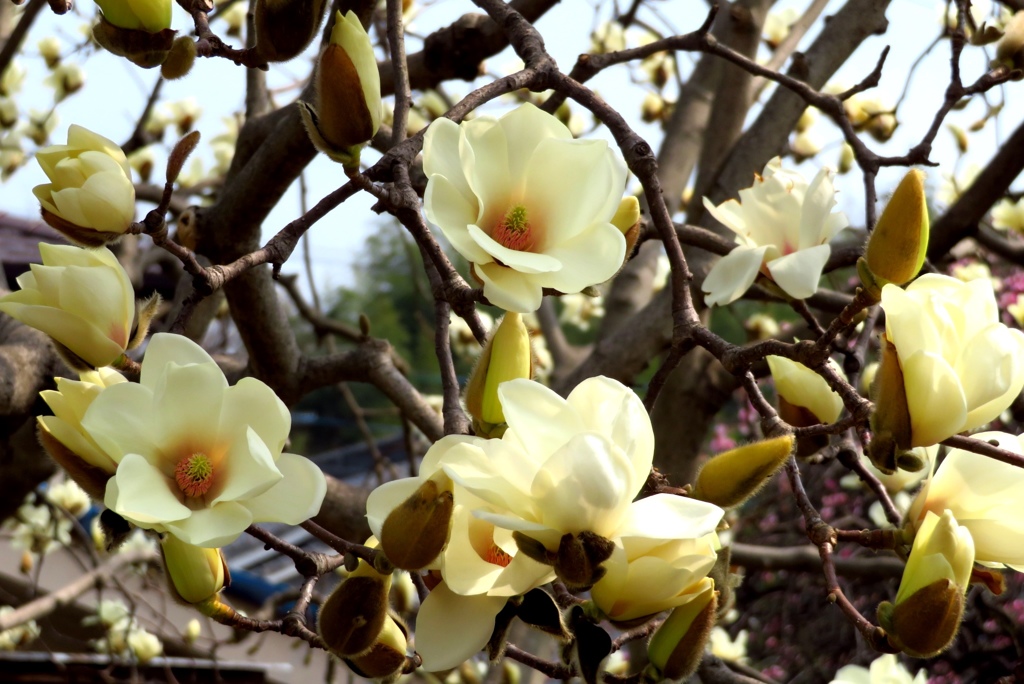Spring has come　１