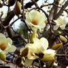 Spring has come　１
