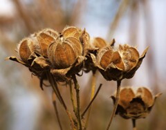 風情ある枯れ姿～