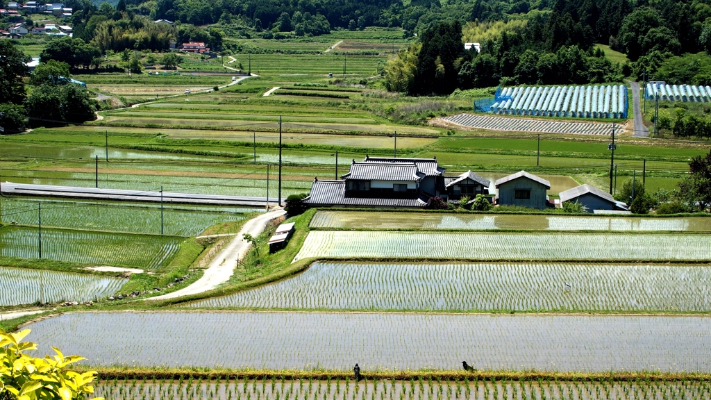 高原の田園
