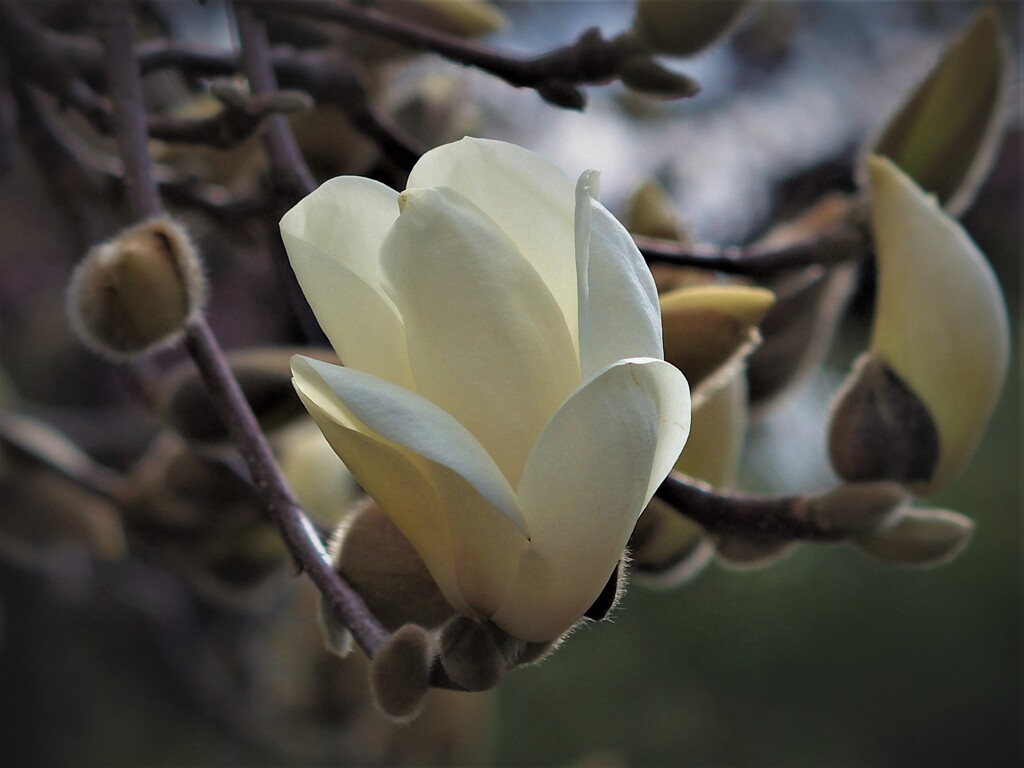 咲きはじめた白木蓮～
