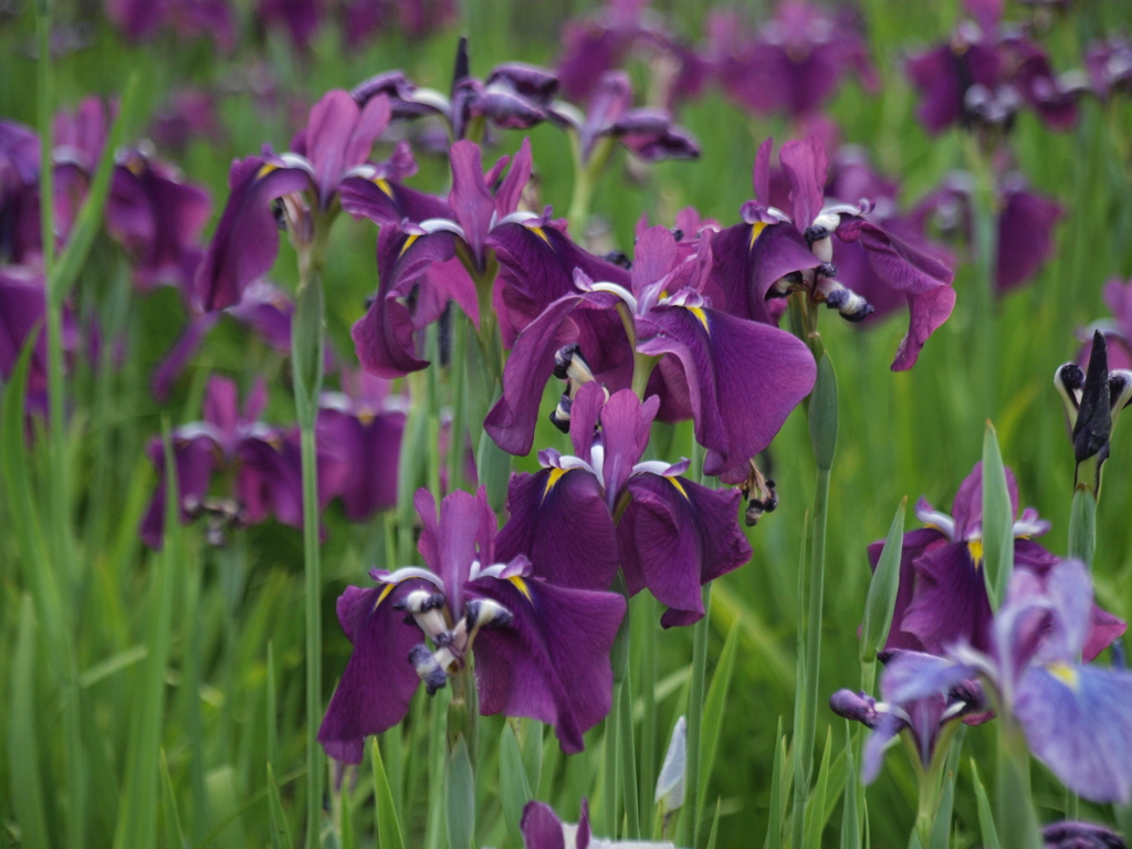 春日池公園の菖蒲　４