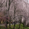 しだれ桜～満開
