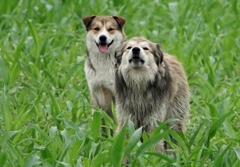 哀れ～彷徨う野良犬