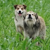 哀れ～彷徨う野良犬