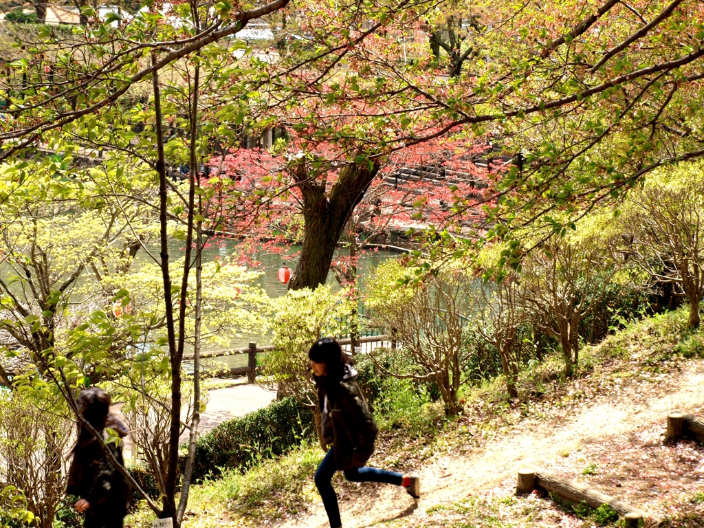 ハナミズキ咲く公園　２