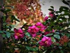 山茶花と紅葉