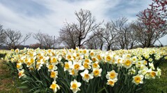 スイセンガーデン～備北丘陵公園