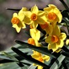 咲きほこる黄水仙