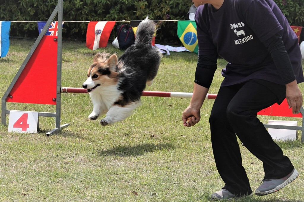 頑張れワンコ～