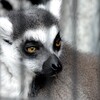 ワォー！　ワオキツネザル