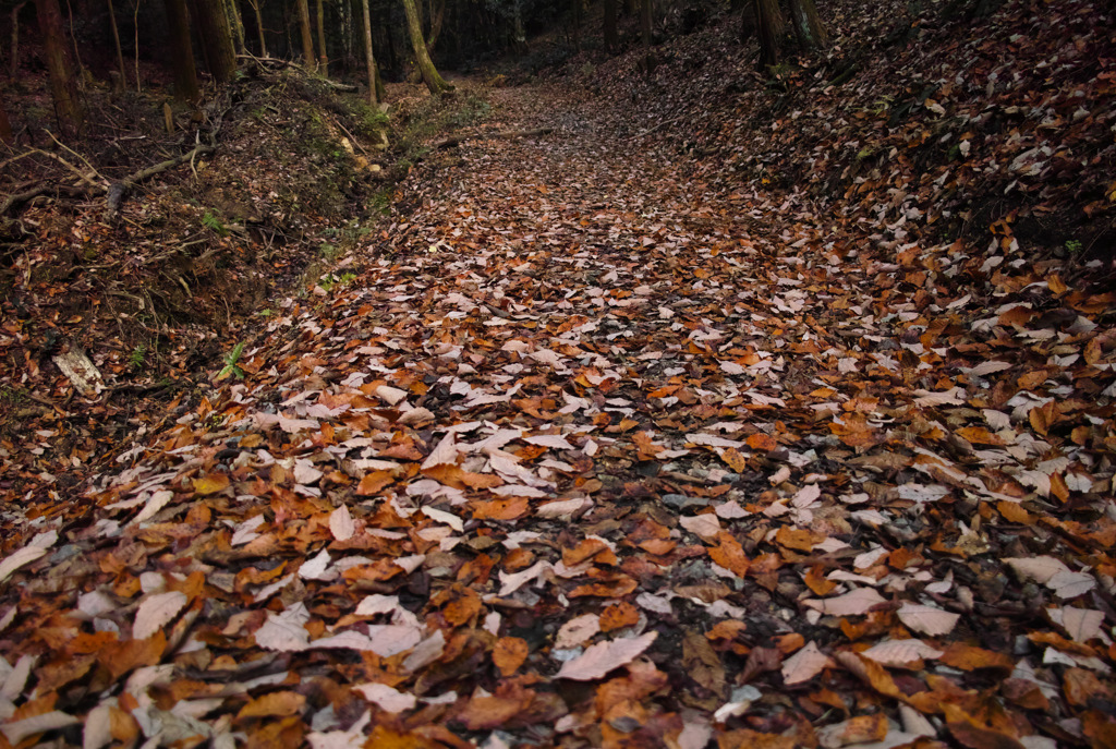 枯葉散り　積もる山道