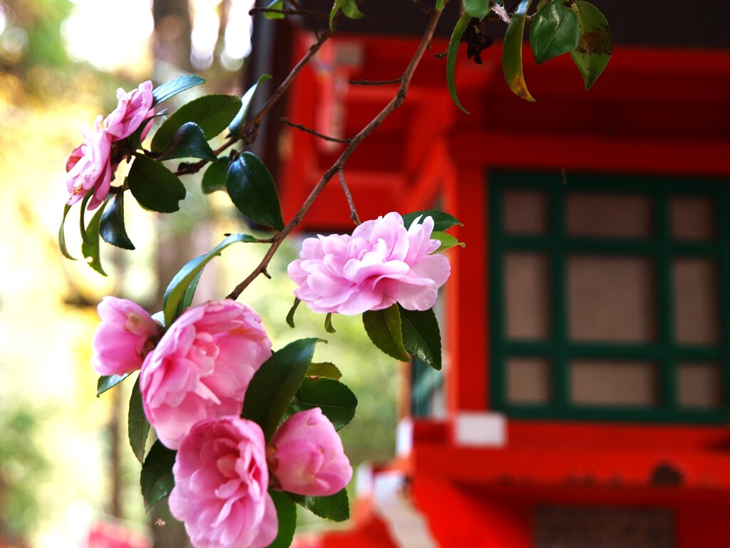 神社の山茶花～