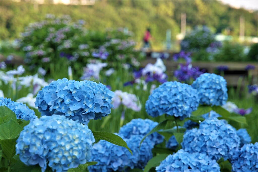 夕暮れせまる公園にて　３