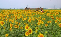 ベイファームの夏