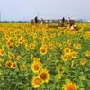 ベイファームの夏