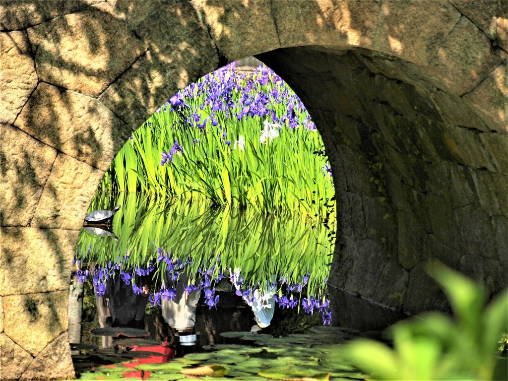 杜若と眼鏡橋～菅原神社　２